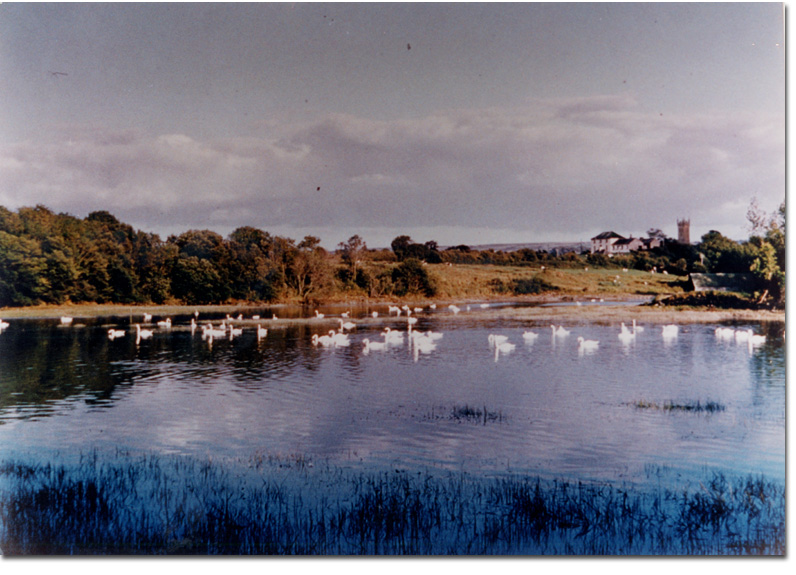 A view of the Shannon estuary